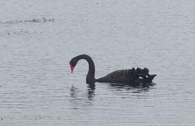 Cygne noir  - Jean-Pierre Pichot