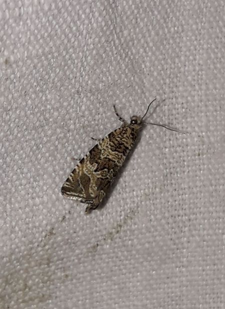 Celypha cespitana  - Sylvain Lethuillier