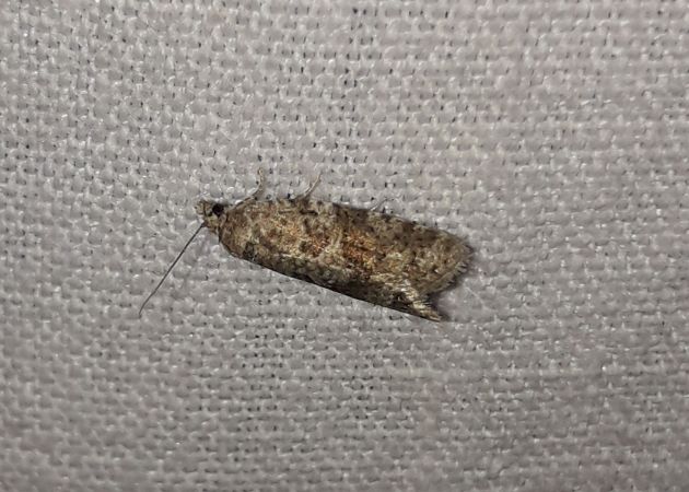 Cnephasia sp.  - Sylvain Lethuillier