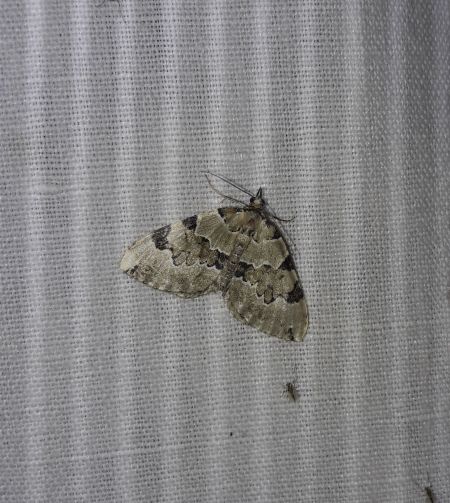 Colostygia pectinataria  - Sylvain Lethuillier