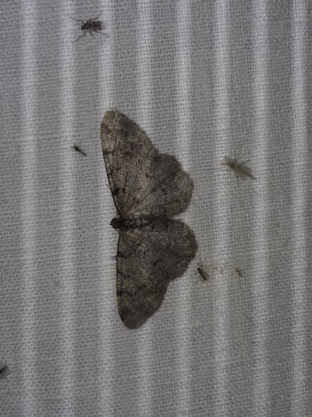 Aethalura punctulata  - Sylvain Lethuillier