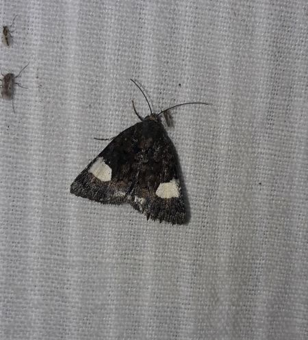 Noctuelle en deuil  - Sylvain Lethuillier