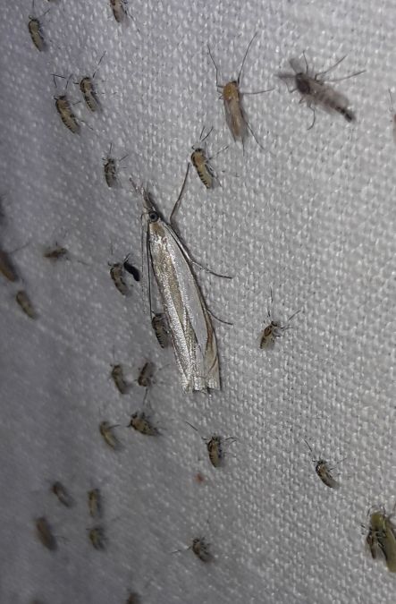 Crambus des pâturages  - Sylvain Lethuillier
