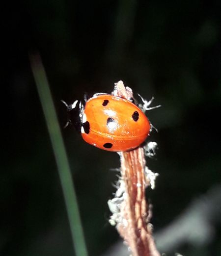 Coccinelle à sept points  - Sylvain Lethuillier