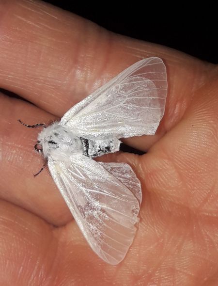 Bombyx du Saule  - Sylvain Lethuillier