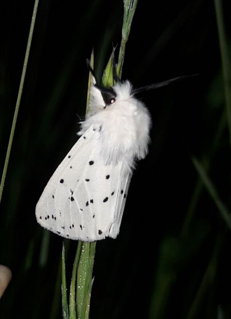 Spilosoma lubricipeda  - Sylvain Lethuillier