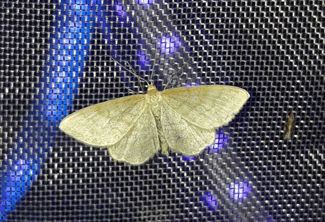 Idaea straminata  - Sylvain Lethuillier