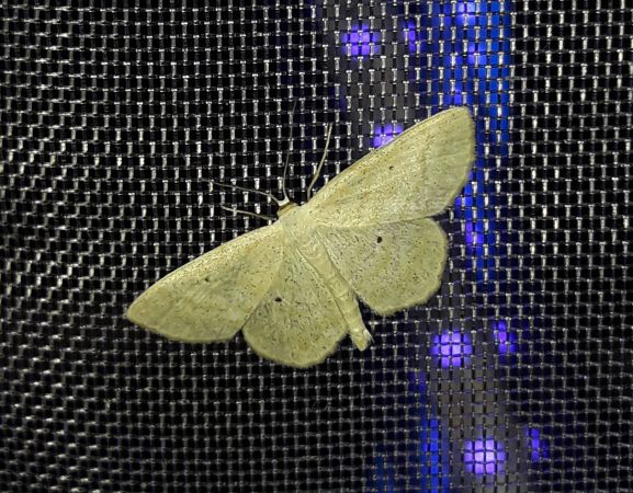 Scopula immutata  - Sylvain Lethuillier