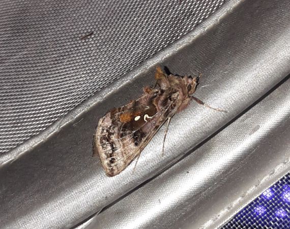 Autographa pulchrina  - Sylvain Lethuillier