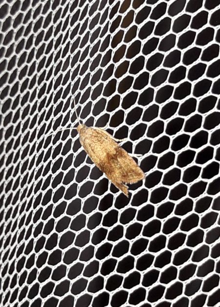 Celypha striana  - Sylvain Lethuillier