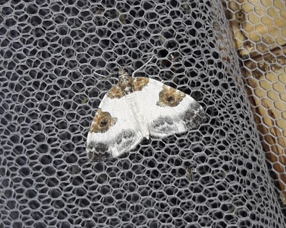 Plemyria rubiginata  - Sylvain Lethuillier