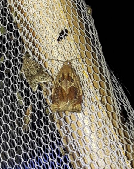 Archips crataegana  - Sylvain Lethuillier
