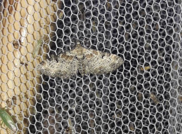 Eupithecia linariata  - Sylvain Lethuillier