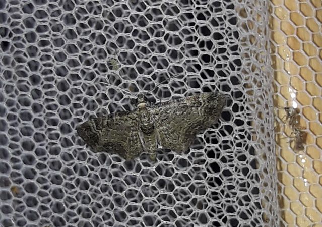 Eupithécie rectangulaire  - Sylvain Lethuillier