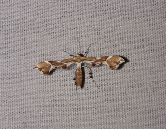 Cnaemidophorus rhododactyla  - Sylvain Lethuillier