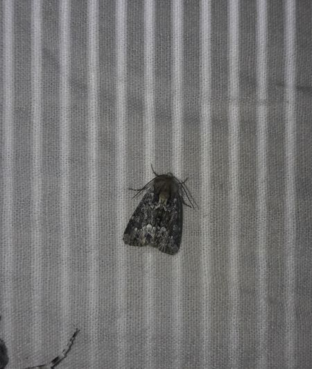 Oligia strigilis  - Sylvain Lethuillier