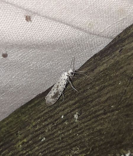 Yponomeuta irrorella  - Sylvain Lethuillier