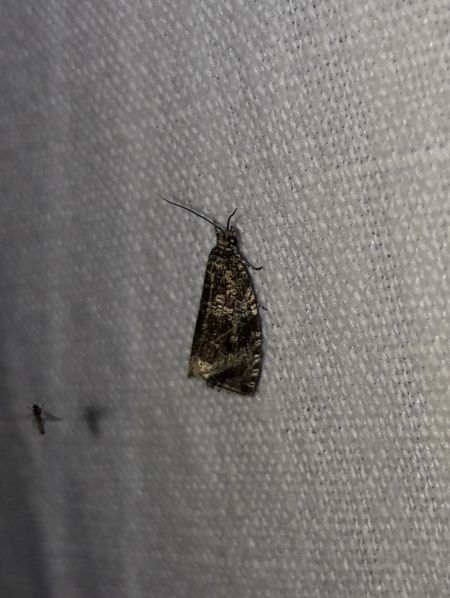Celypha lacunana  - Sylvain Lethuillier