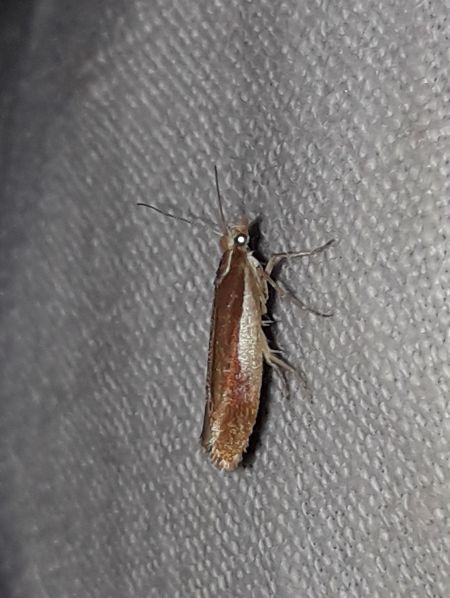 Ypsolopha parenthesella  - Sylvain Lethuillier
