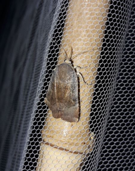Noctua fimbriata  - Sylvain Lethuillier