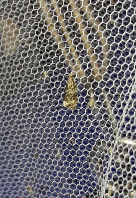 Celypha lacunana  - Sylvain Lethuillier