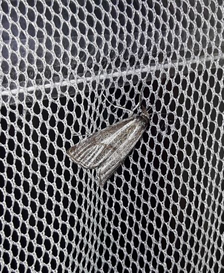 Crambus des champs  - Sylvain Lethuillier