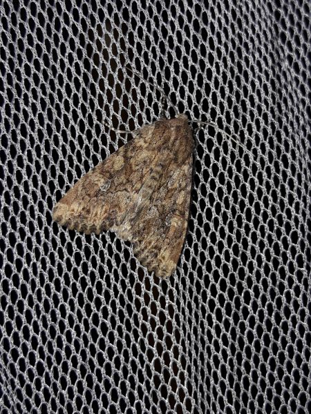 Apamea anceps  - Sylvain Lethuillier