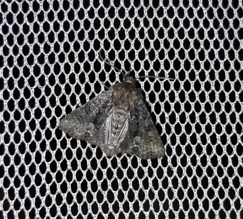 Oligia sp.  - Sylvain Lethuillier