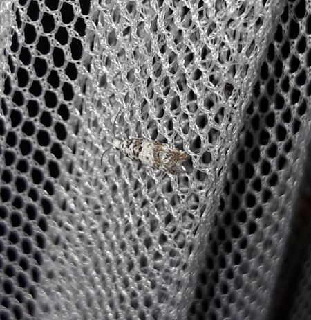 Epinotia subocellana  - Sylvain Lethuillier