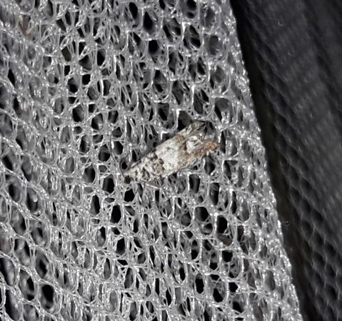 Epinotia subocellana  - Sylvain Lethuillier