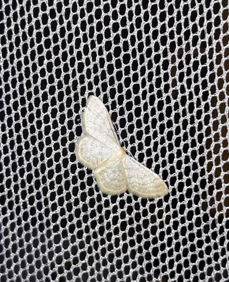 Idaea dilutaria  - Sylvain Lethuillier