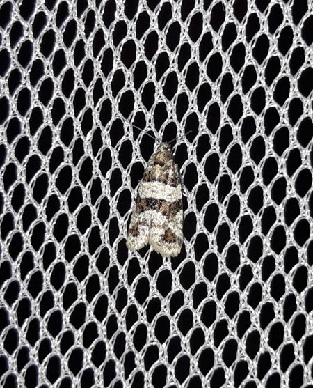 Isotrias rectifasciana  - Sylvain Lethuillier