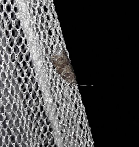 Cnephasia sp.  - Sylvain Lethuillier