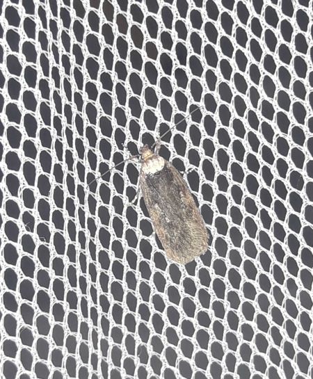 Agonopterix indéterminé  - Sylvain Lethuillier