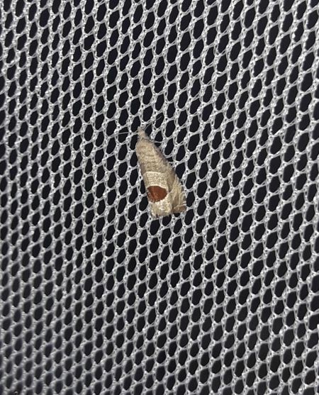 Notocelia uddmanniana  - Sylvain Lethuillier