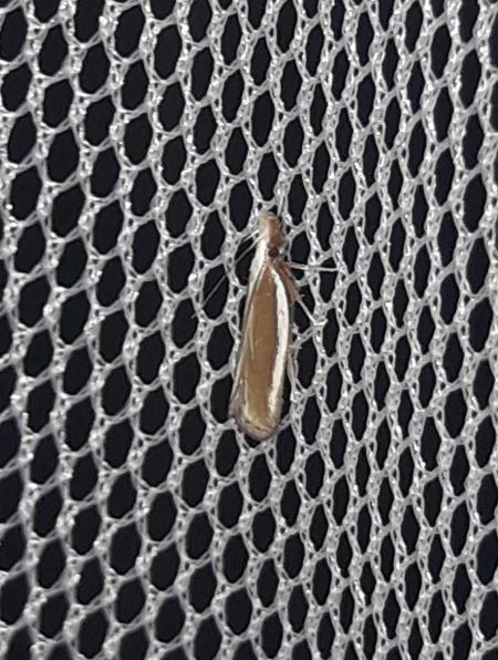 Pleurota aristella  - Sylvain Lethuillier