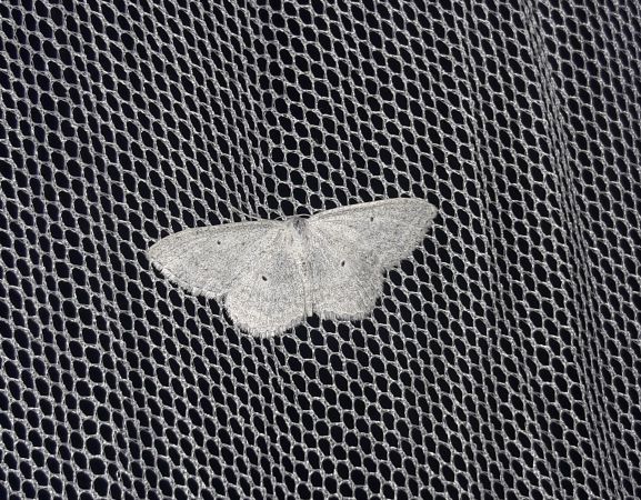 Scopula incanata  - Sylvain Lethuillier