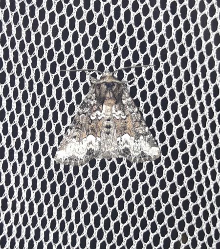 Oligia strigilis  - Sylvain Lethuillier