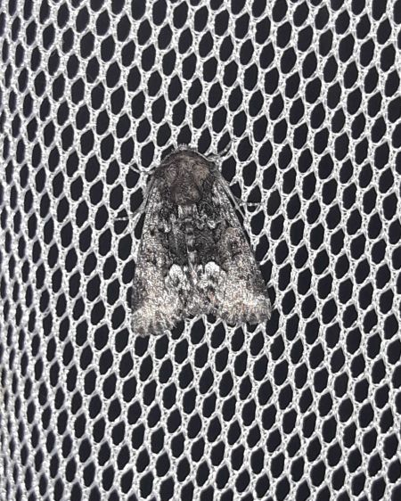 Oligia strigilis  - Sylvain Lethuillier