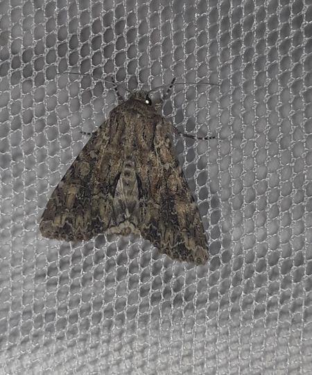 Apamea anceps  - Sylvain Lethuillier