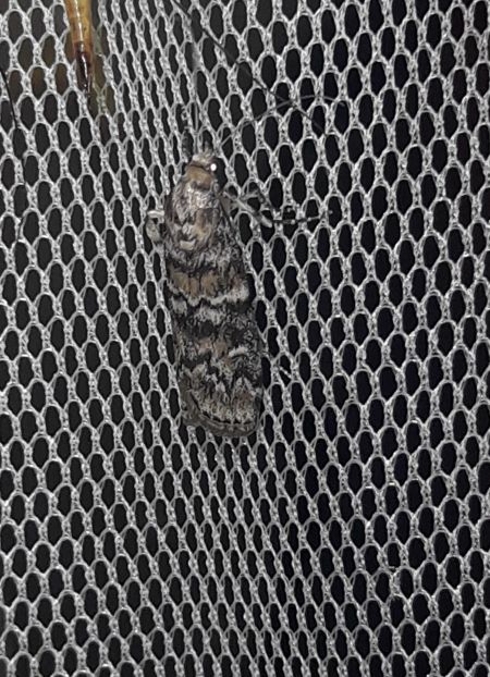 Dioryctria abietella  - Sylvain Lethuillier