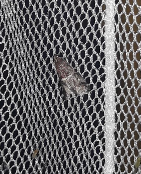 Acrobasis marmorea  - Sylvain Lethuillier