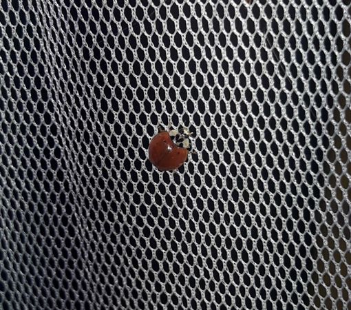 Coccinelle asiatique  - Sylvain Lethuillier