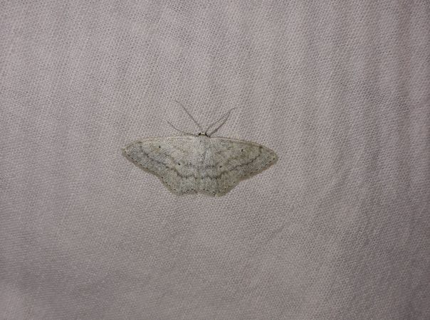 Scopula floslactata  - Sylvain Lethuillier