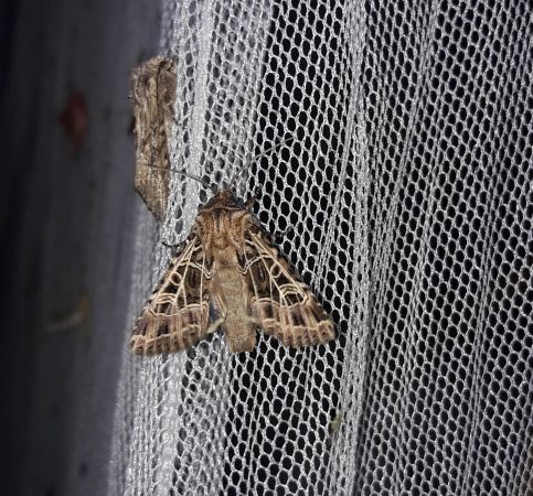 Sideridis reticulata  - Sylvain Lethuillier