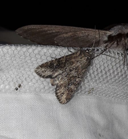 Luperina testacea  - Sylvain Lethuillier