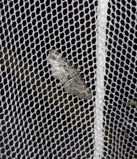 Eupithécie sagittée  - Sylvain Lethuillier
