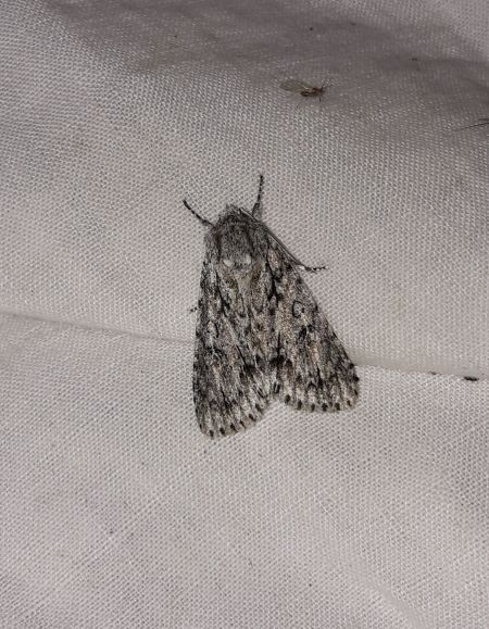 Acronicta aceris  - Sylvain Lethuillier