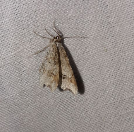 Macaria notata  - Sylvain Lethuillier