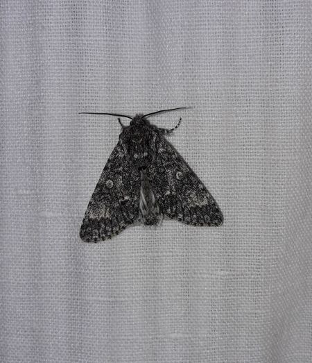 Acronicta megacephala  - Sylvain Lethuillier